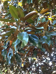 Magnolia grandiflora