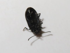 Phratora vulgatissima