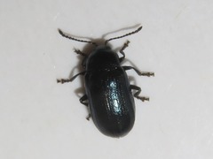 Phratora vulgatissima