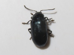 Phratora vulgatissima