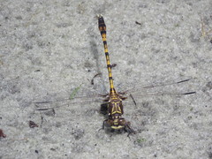 Progomphus alachuensis