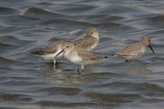 Calidris alpina