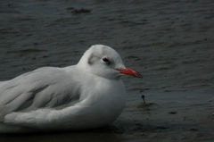 Chroicocephalus ridibundus