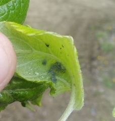 Dysaphis plantaginea