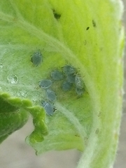 Dysaphis plantaginea