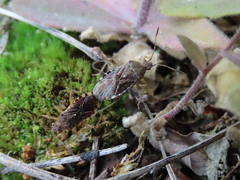 Rhopalus sapporensis