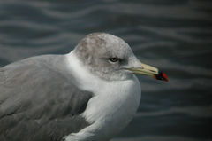 Larus crassirostris