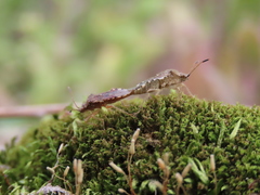 Rhopalus sapporensis