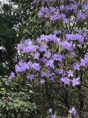Rhododendron augustinii