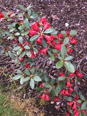 Rhododendron chamaethomsonii