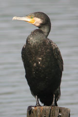 Phalacrocorax carbo