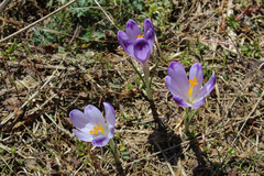 Crocus heuffelianus scepusiensis