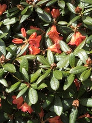 Rhododendron
