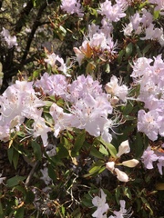 Rhododendron