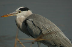 Ardea cinerea