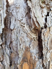 Paradarisa consonaria