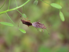 Rhopalus sapporensis