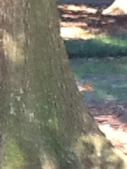 Sciurus carolinensis