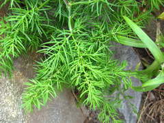 Asparagus schoberioides