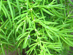 Asparagus schoberioides
