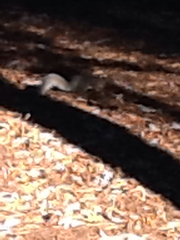 Sciurus carolinensis