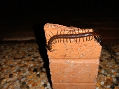 Rhysida nuda
