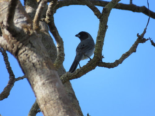 Black-faced Tanager (Schistochlamys melanopis), photo 6