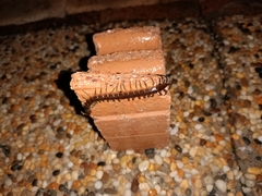 Rhysida nuda