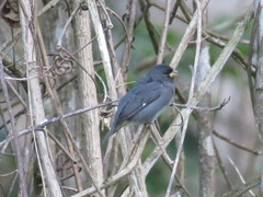 Sporophila schistacea
