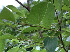 Norracoides basinotata