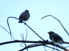 Sporophila schistacea