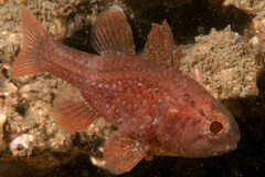 Vincentia novaehollandiae