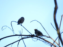 Sporophila schistacea