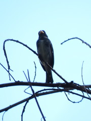 Sporophila schistacea