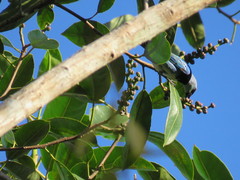 Stilpnia nigrocincta