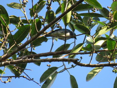 Stilpnia nigrocincta