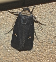 Proteuxoa testaceicollis