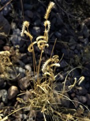 Bouteloua scorpioides