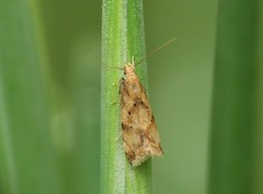 Brachmia blandella