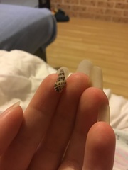 Maculotriton serriale