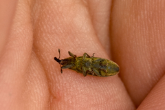 Lixus filiformis