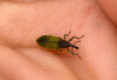 Lixus filiformis