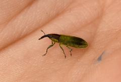 Lixus filiformis
