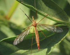 Lunatipula