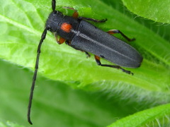 Phytoecia rufiventris