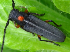 Phytoecia rufiventris