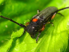 Phytoecia rufiventris