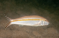 Upeneus australiae