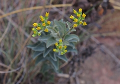 Senecio crenulatus