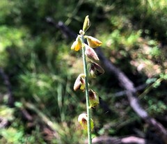 Crotalaria brevis